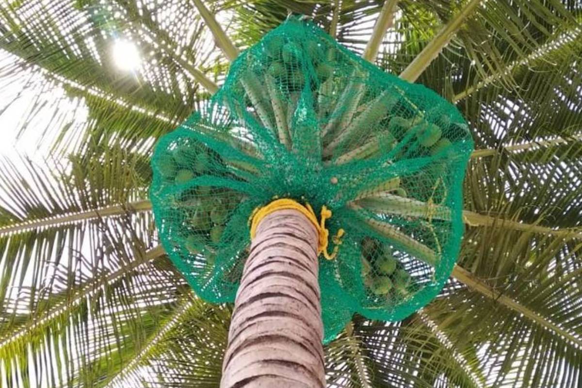 Coconut safety net installed under a tree